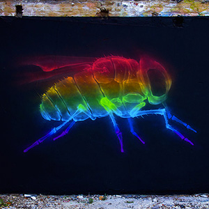 Shok-1